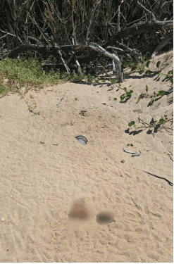 Corpo é encontrado parcialmente enterrado na areia em Farol de São Tomé